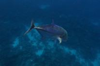 bluefin trevally underwater shot