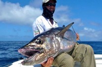 Dogtooth Tuna Fishing using FAD